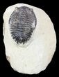 Bargain, Hollardops Trilobite - Foum Zguid, Morocco #55987-2